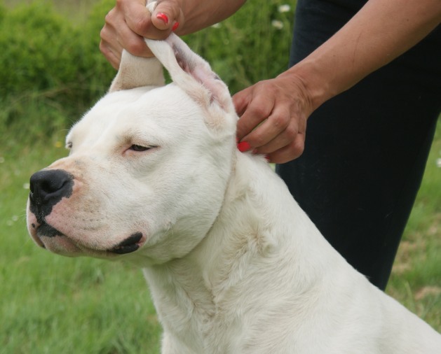 Gucci cholita Cazador del Pampa